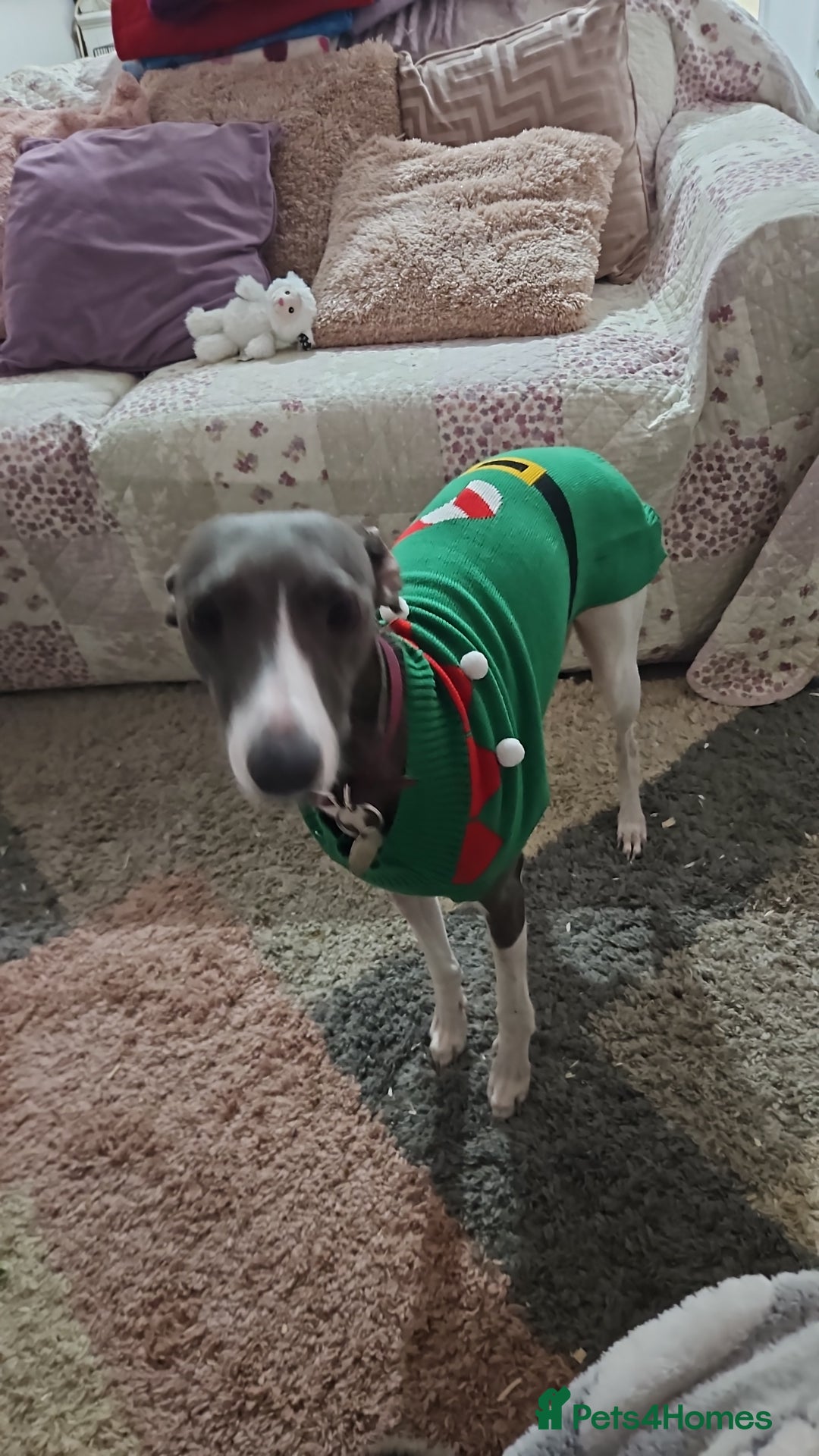 Whippet dogs for sale: KENNEL CLUB WHIPPETS  - Advert 25