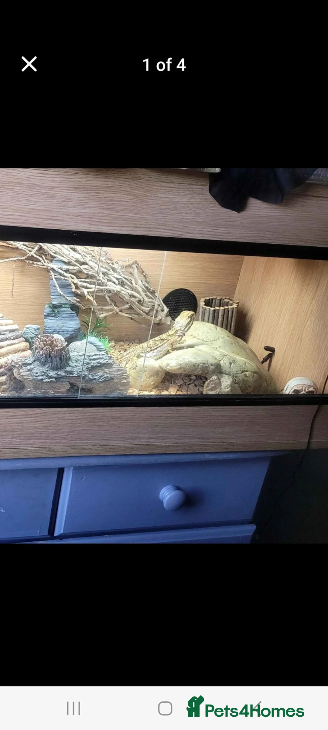 Bearded Dragon reptiles for sale: Rankin bearded dragon in Grimsby - Advert 2