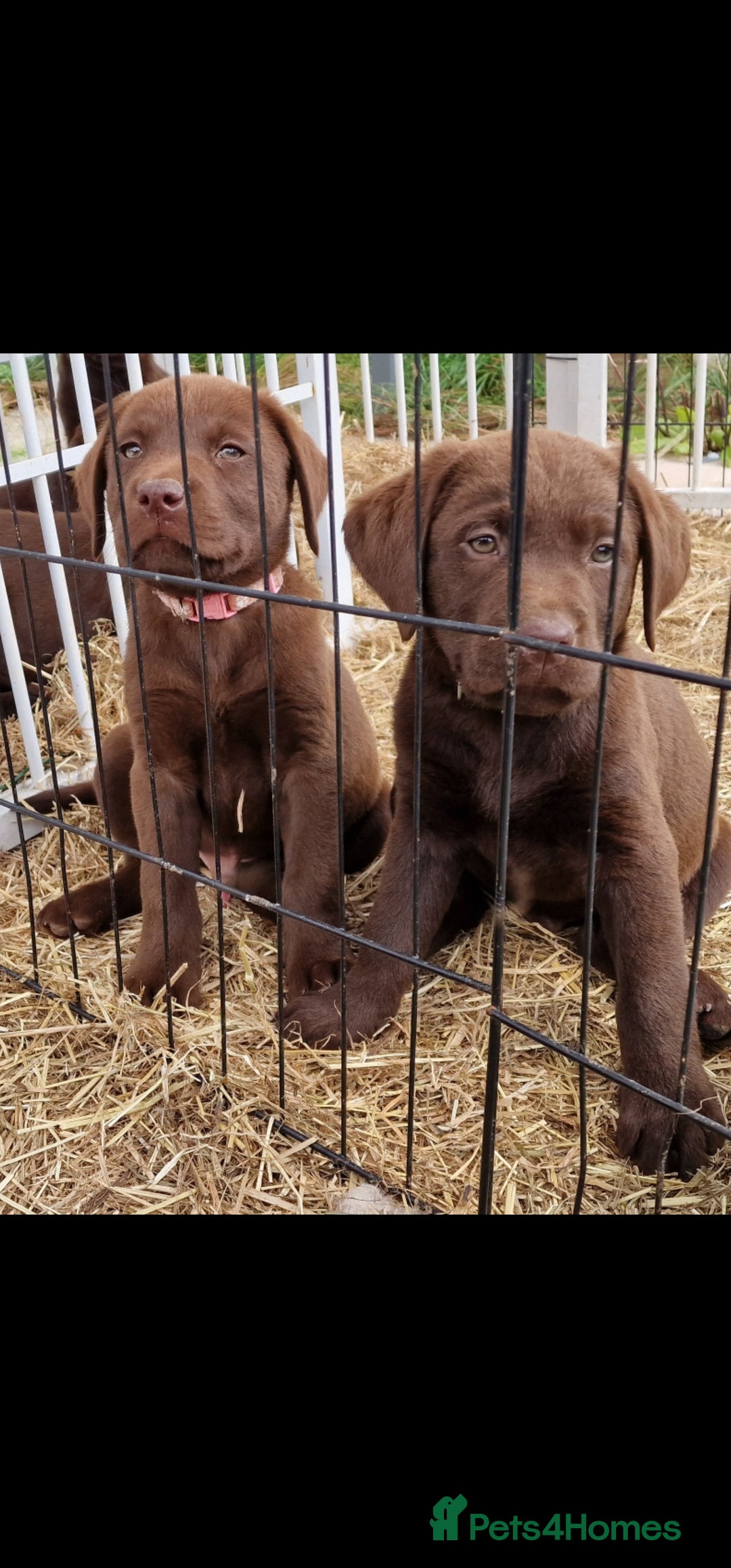 Labrador Retriever dogs for sale: KC REG.. READY NOW!. CHOCOLATE LABRADOR  - Image 7