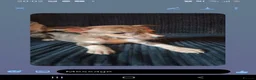 Mixed Breed dogs for sale: Beautiful litter of pups - Advert 5