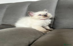 Ragdoll cats for sale: 😻 5 Beautiful Purebred Ragdoll Kittens 😻 - Image 9