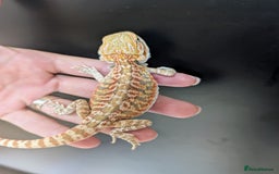Bearded Dragon reptiles for sale: Baby Bearded Dragons ready now.  - Image 4