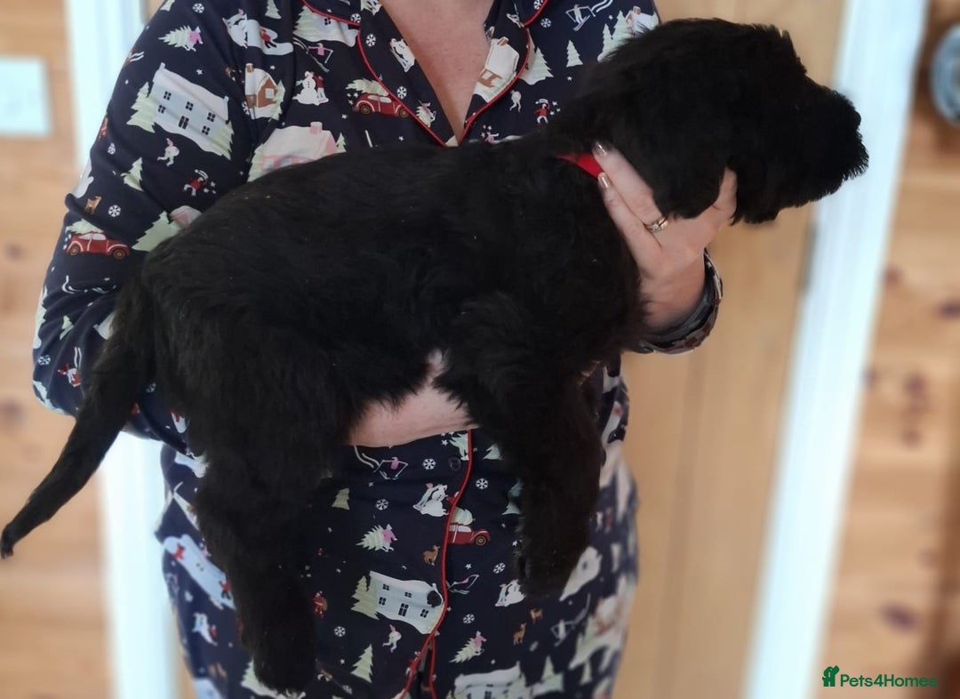 Giant Schnauzer dogs for sale: Giant Schnauzer Puppies  - Advert 6