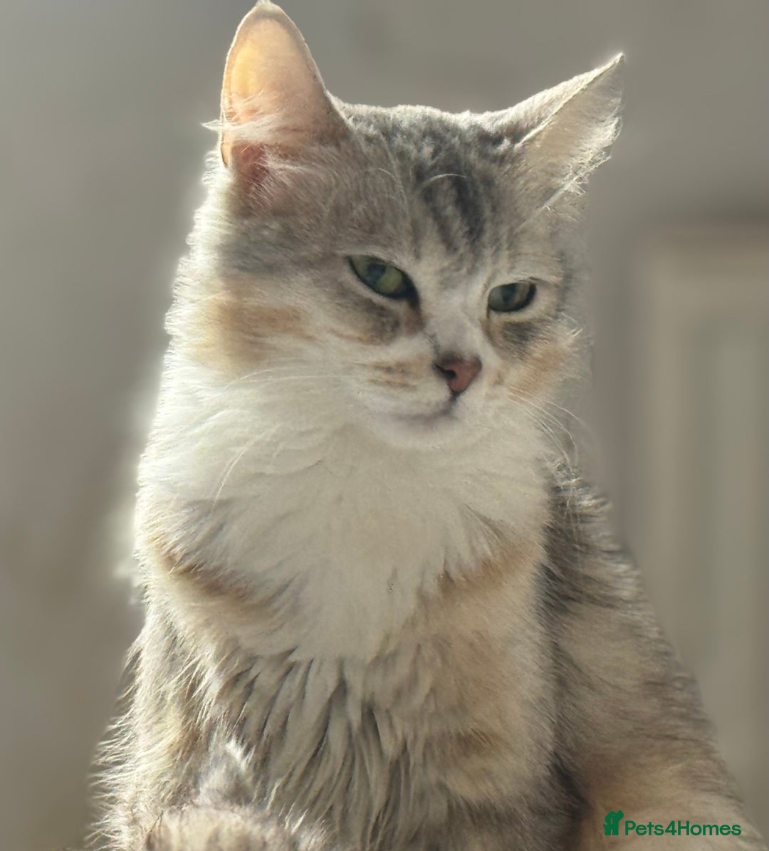 Siberian cats for sale: 3 Siberian blue boy kittens - Advert 2