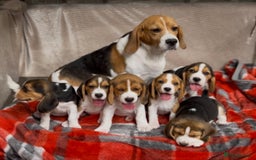 Beagle dogs for sale: SUPER CHUNKY KC SHOW BEAGLE PUPPIES - Image 4