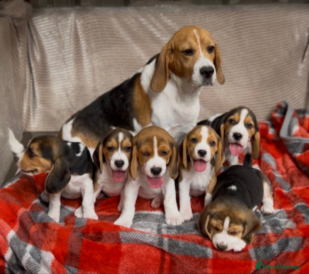 Beagle dogs for sale: SUPER CHUNKY KC SHOW BEAGLE PUPPIES - Image 4