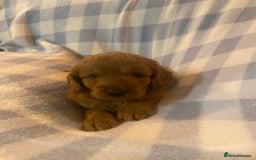 Cockapoo dogs for sale: Beautiful F1b Toy Cockapoo puppies  - Image 8