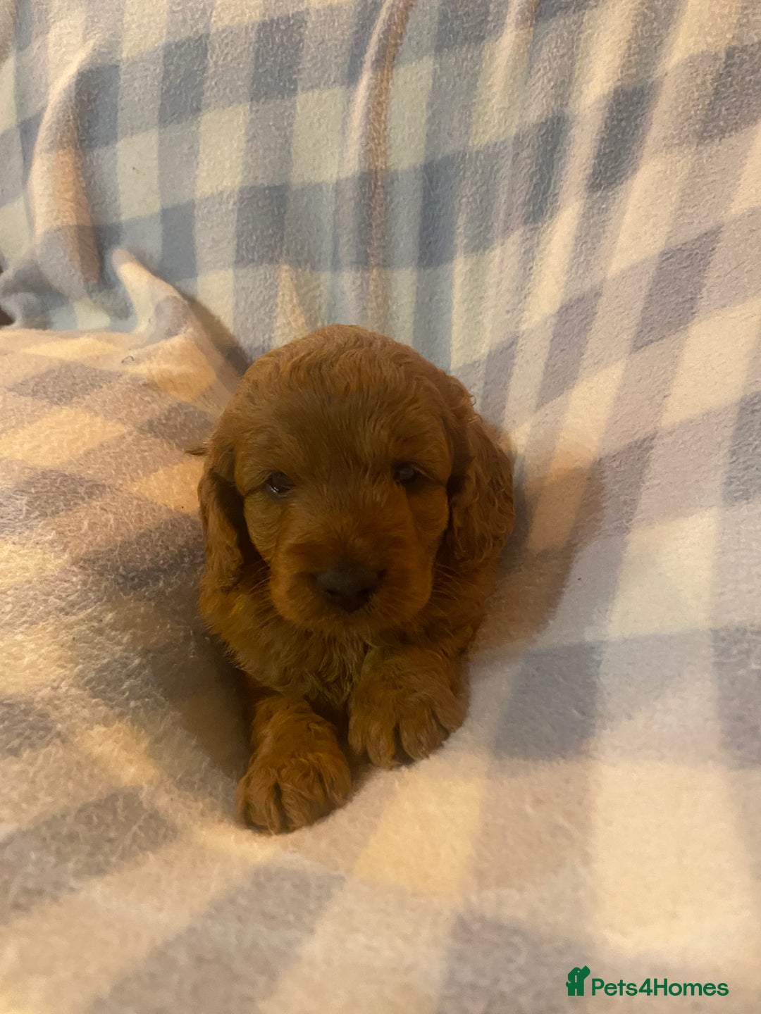 Cockapoo dogs for sale: Beautiful F1b Toy Cockapoo puppies  - Image 8