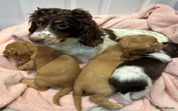 Cocker Spaniel dogs for sale: Cocker spaniel puppies  - Image 7