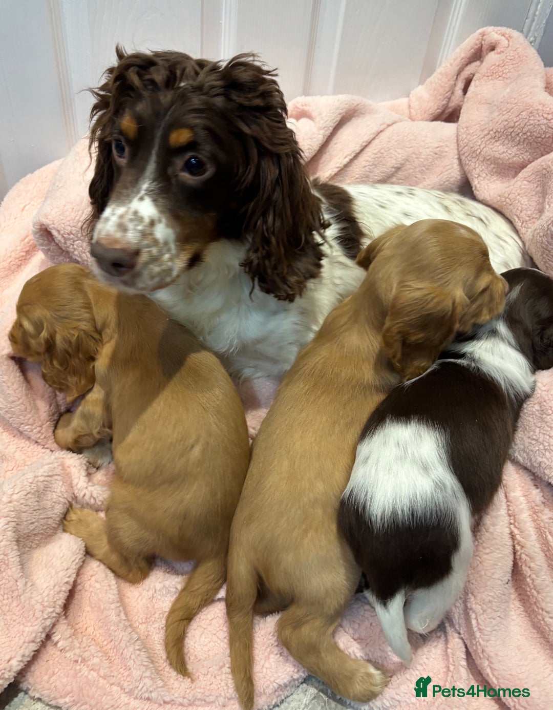 Cocker Spaniel dogs for sale: Cocker spaniel puppies  - Image 7