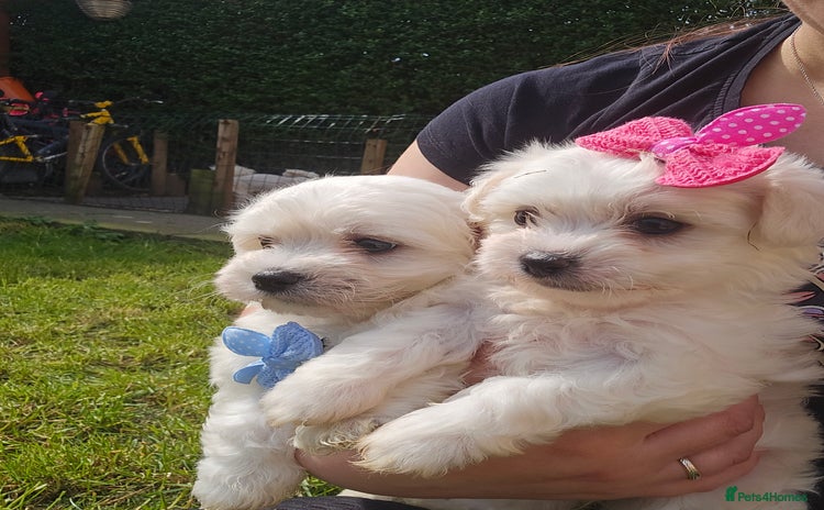 Maltese dogs - Advert 1