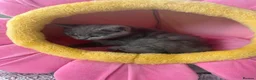 British Shorthair cats for sale: British shorthaired kittens  in Canterbury - Advert 5