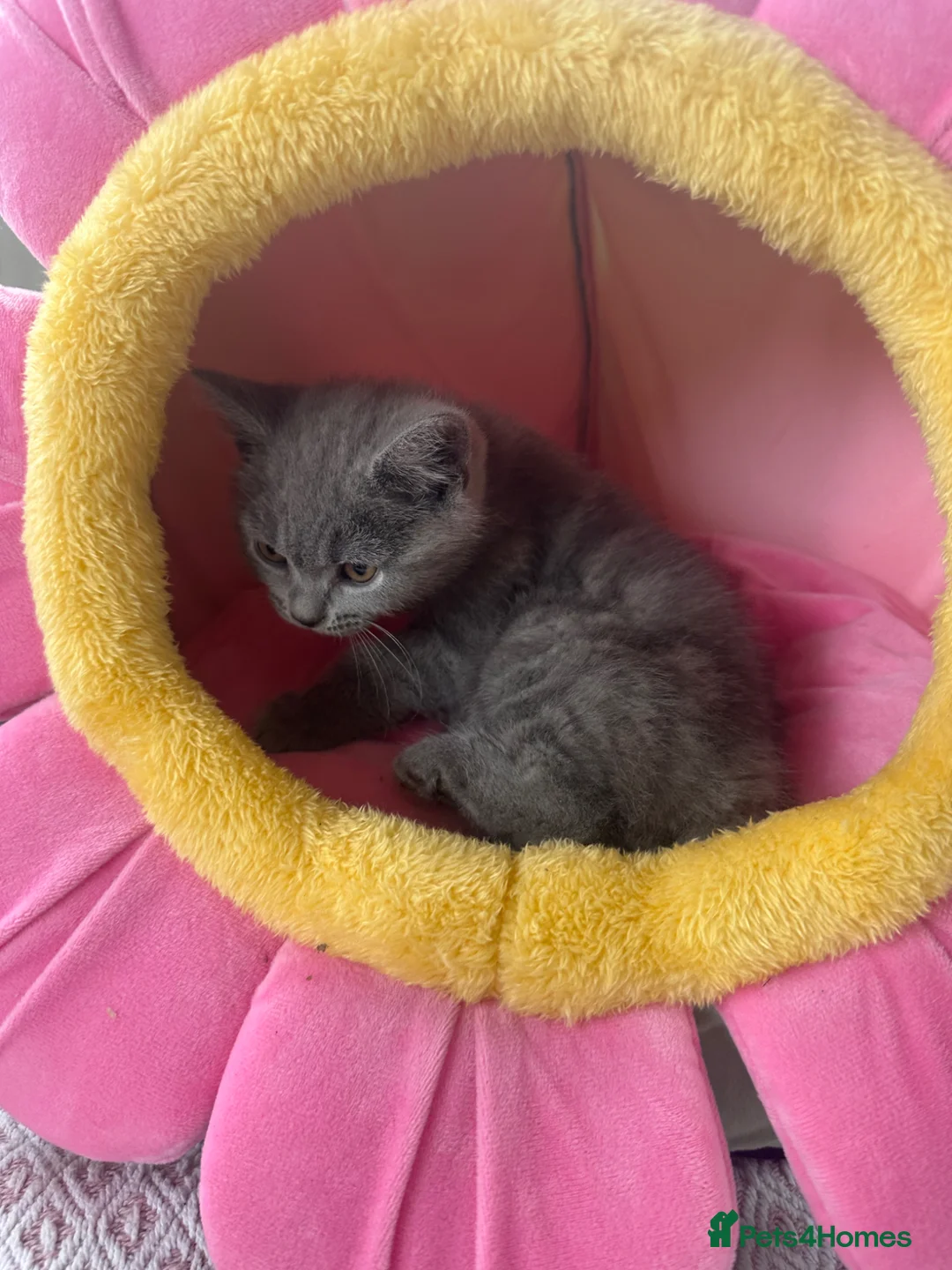 British Shorthair cats for sale: British shorthaired kittens  in Canterbury - Advert 5