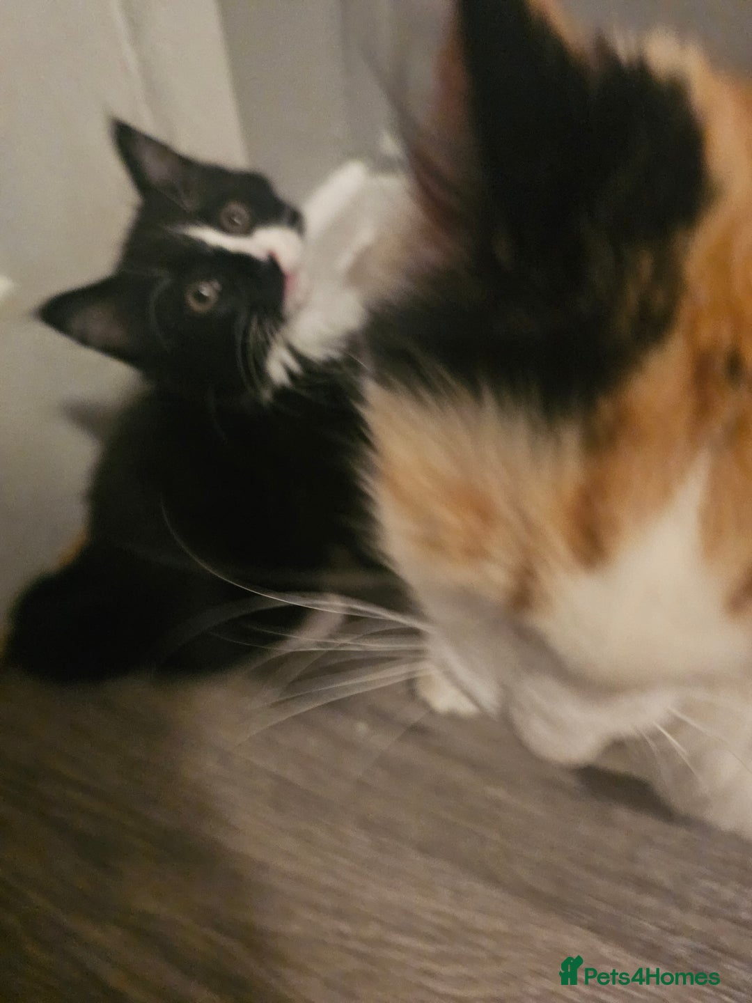 Mixed Breed cats for sale: Last kitten of the litter MALE. READY NOW - Image 4