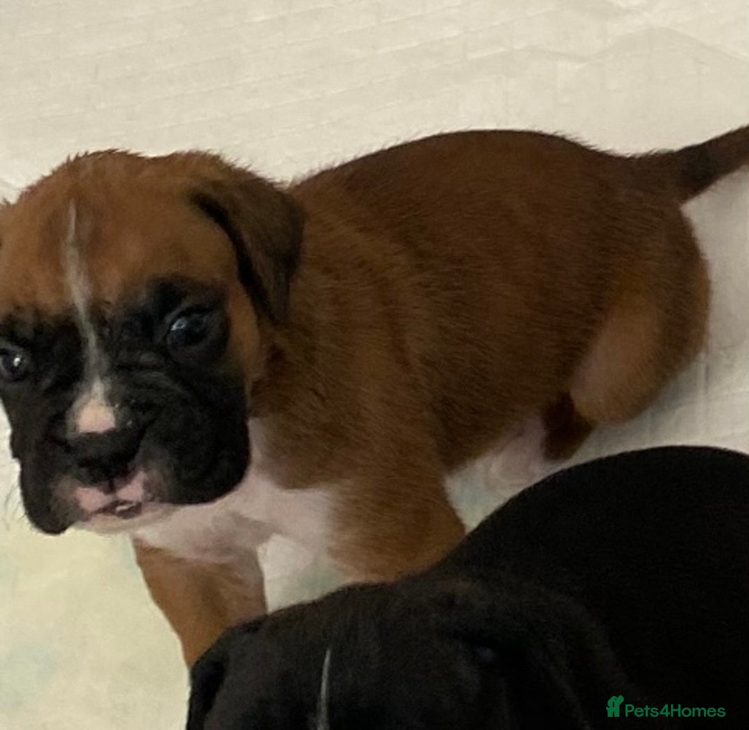 Boxer dogs for sale: Kc Boxer puppy’s bobtail and long licensed breeder - Image 10