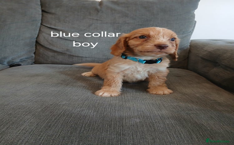 Cockapoo dogs - Advert 6