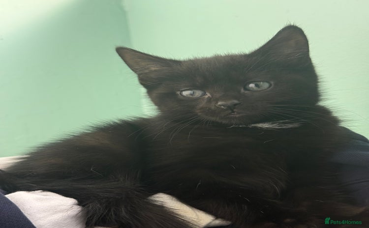 Mixed Breed cats - Advert 5