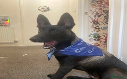 Belgian Shepherd Dog dogs for sale: Arabella - Image 5