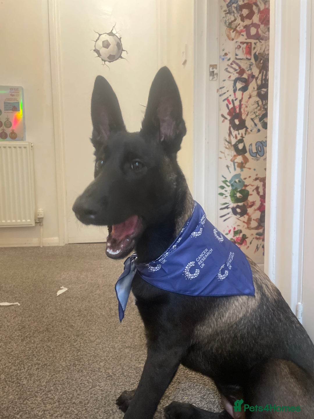 Belgian Shepherd Dog dogs for sale: Arabella - Image 5