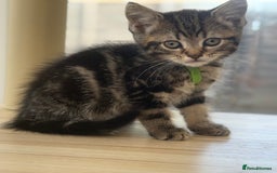 Norwegian Forest Cat cats for sale: Last two beautiful boys  - Image 3