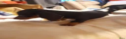 Miniature Dachshund dogs for sale: Pure breed minature dashound  - Advert 3