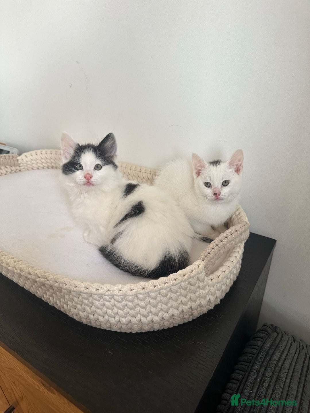 Mixed Breed cats for sale: Part Maine Coon black and white fluffy male cat - Advert 3