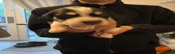 Beagle dogs for sale: Beagle pups in Bradford - Advert 11