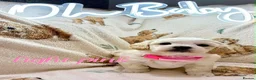 Mixed Breed dogs for sale: La chon  - Advert 5