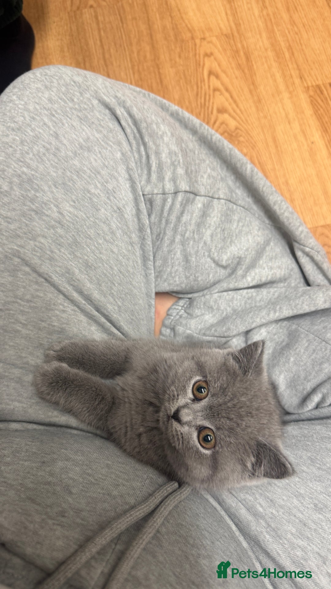 British Shorthair cats for sale: British shorthair female  - Advert 3