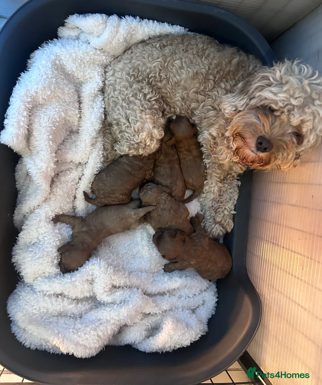 Cavapoo dogs for sale: Cavapoo puppies  in Swadlincote - Advert 1