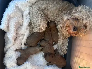 Cavapoo dogs Cavapoo puppies in Swadlincote - Advert 5