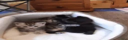 Domestic Shorthair cats for sale: Lovely Litter Of Kittens - Advert 22