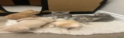British Shorthair cats for sale: PEDIGREE BSH KITTENS  - Advert 12
