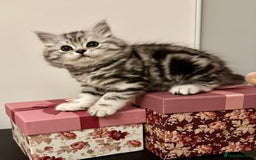 British Longhair cats for sale: Silver tabby British Longhair pedigree registered  - Image 9