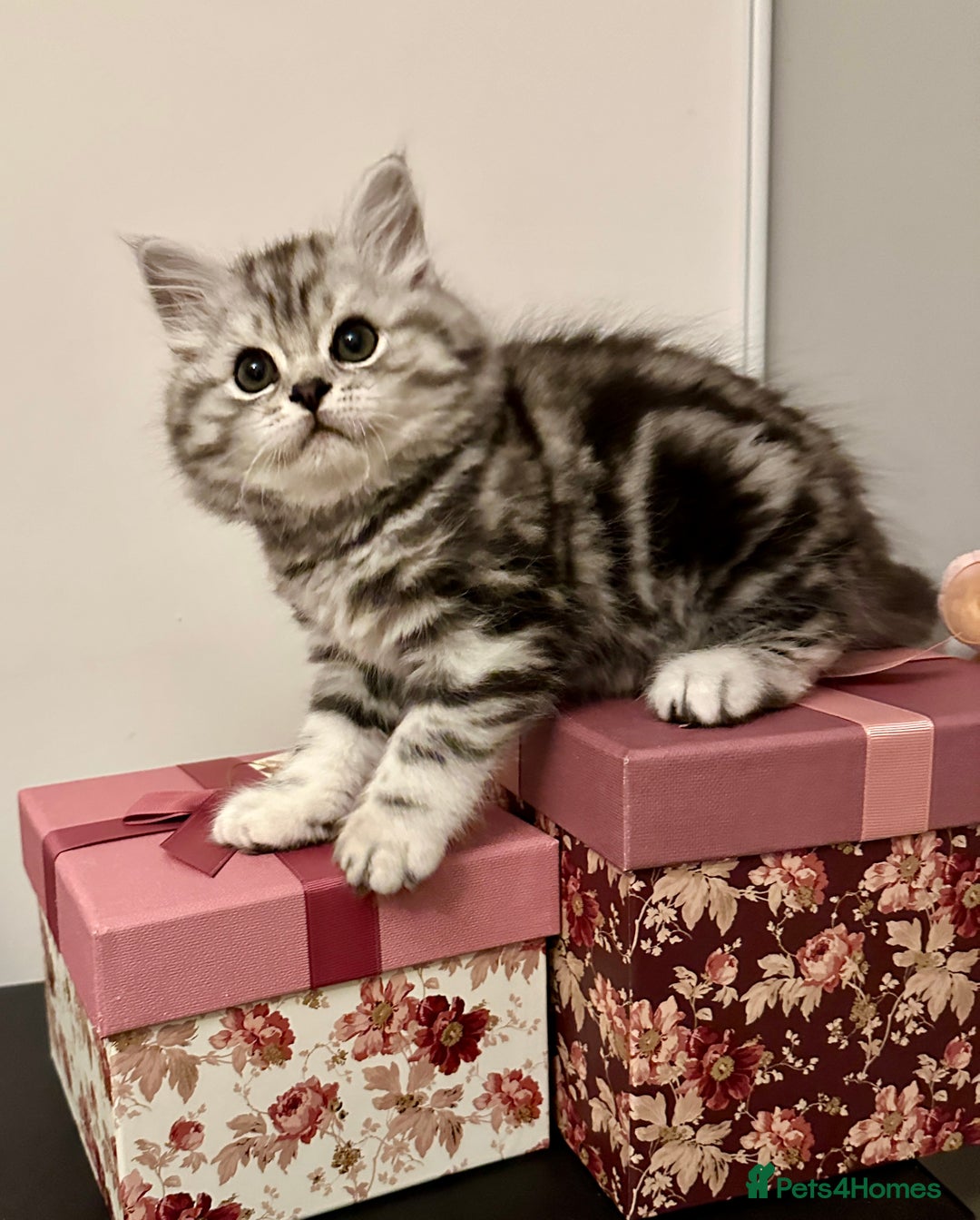 British Longhair cats for sale: Silver tabby British Longhair pedigree registered  - Image 9