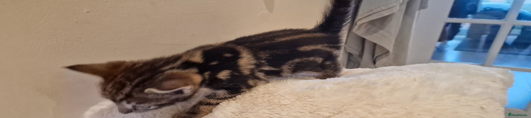 Domestic Shorthair Kitten 6