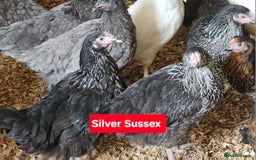 Chickens poultry for sale: Hybrid Pullets POL - Image 2