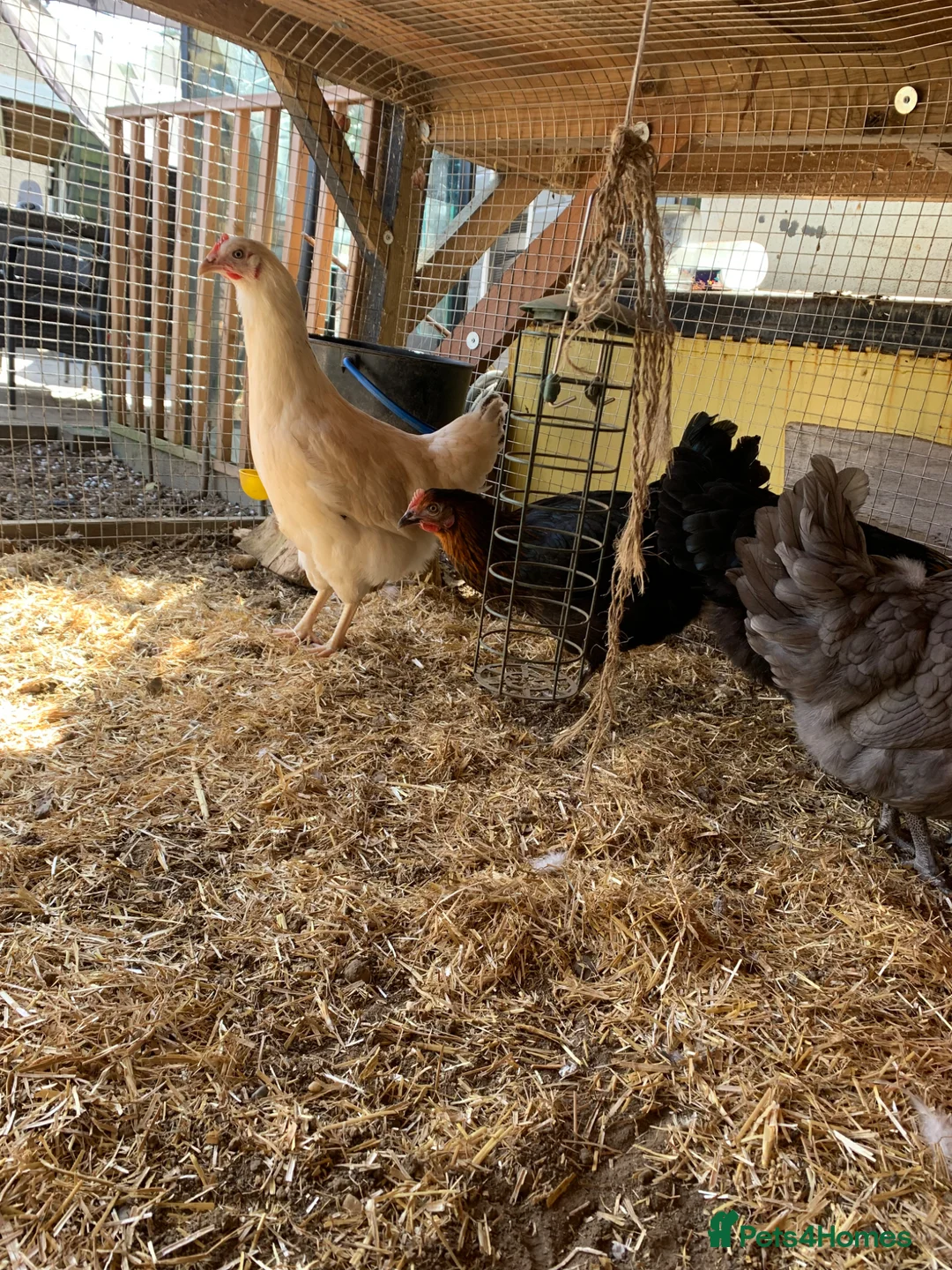 Chickens poultry for sale: Hatching eggs  - Advert 5