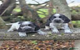 Cocker Spaniel dogs for sale: KC Reg Show Type Cockers - Advert 1