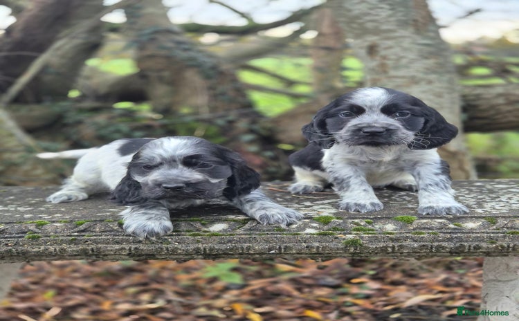 Cocker Spaniel dogs KC Reg Show Type Cockers - Advert 3