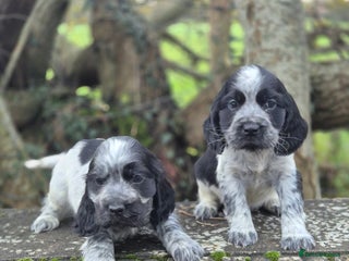Cocker Spaniel dogs KC Reg Show Type Cockers - Advert 5
