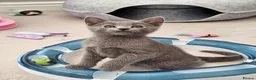 Russian Blue cats for sale: GCCF Registered Russian Blue Kittens in Tredegar - Advert 22