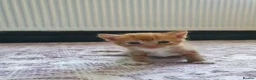 Mixed Breed cats for sale: 1 male kitten ! - Advert 5