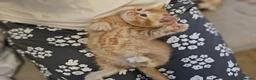 British Shorthair cats for sale: Beautiful British Shorthair & Longhair Kittens - Advert 16