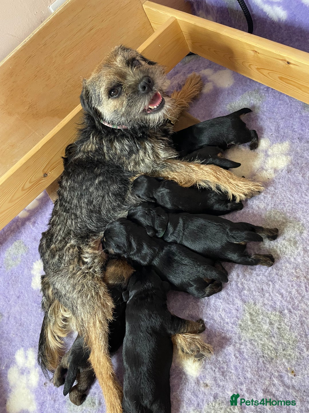 Border Terrier dogs for sale: Beautiful Border Terrier Puppies - Advert 11