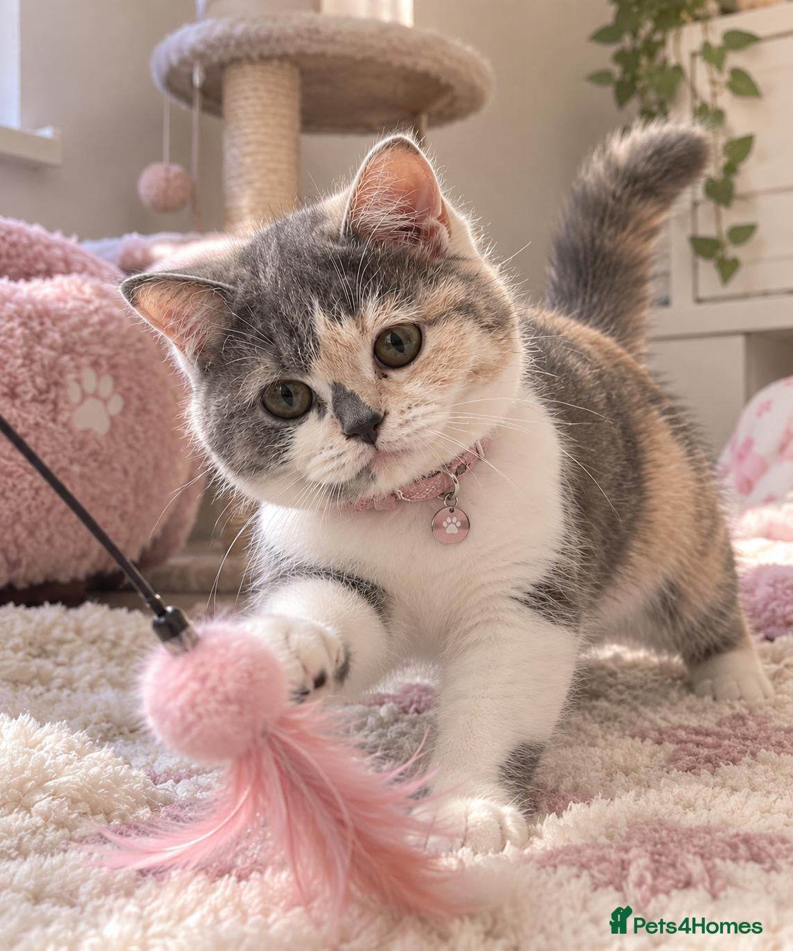 British Shorthair cats  TICA Reg BlueCream Tortie/White British Shorthair - Advert 1