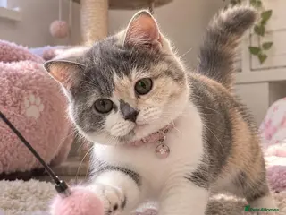 British Shorthair cats TICA Reg BlueCream Tortie/White British Shorthair - Advert 1