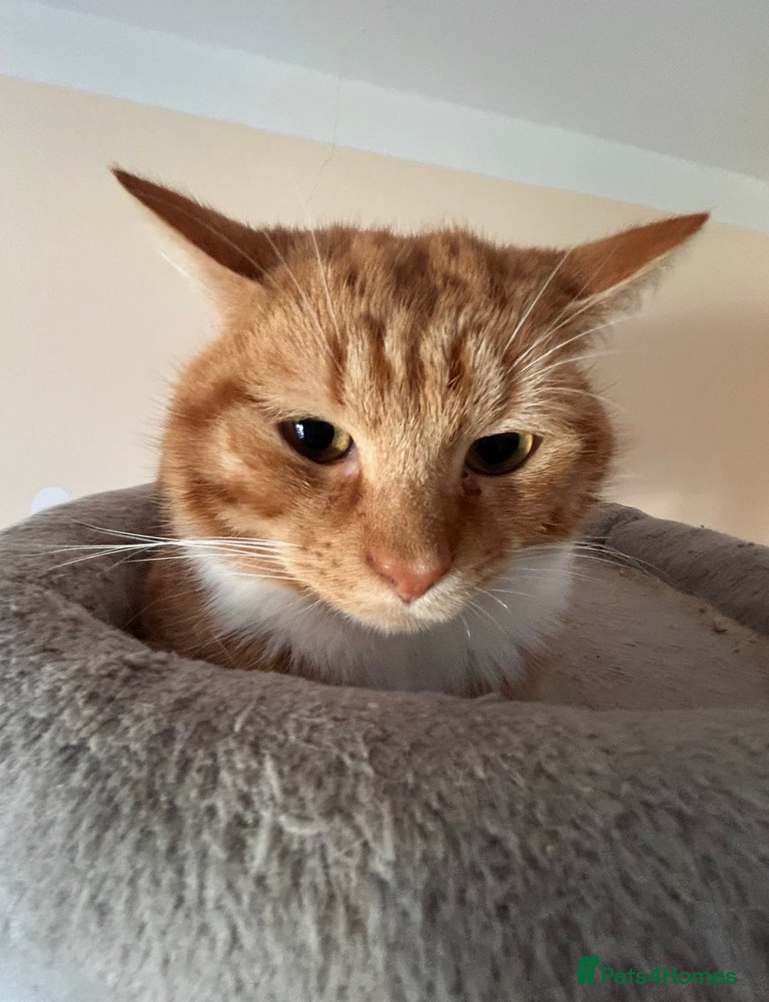 Maine Coon cats for sale: Garfield - mixed Maine coon - Image 2