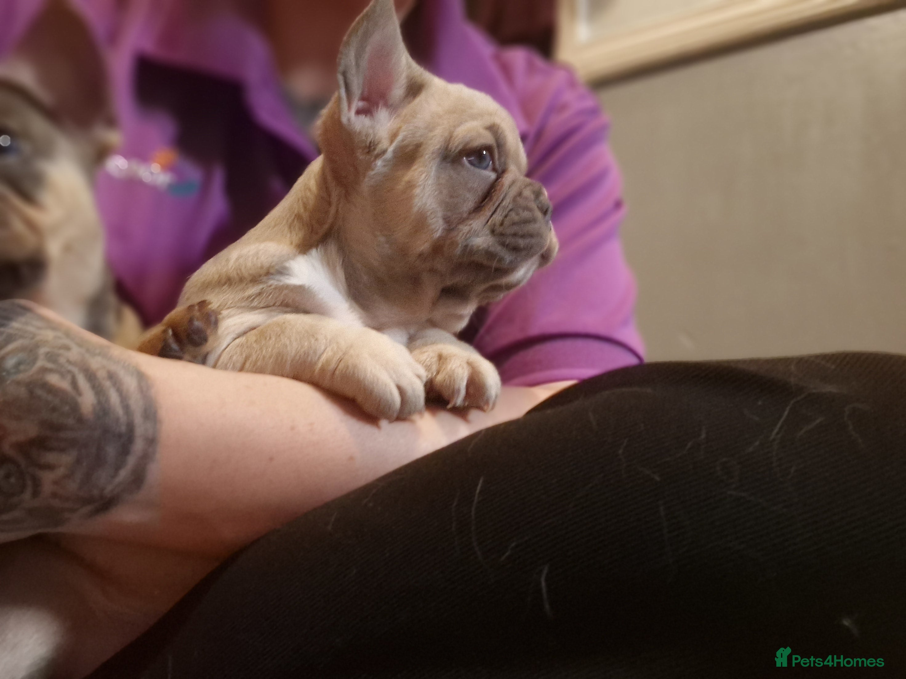 French Bulldog dogs for sale: 2 stunning fluffy carrier frenchbulldog puppys - Advert 16