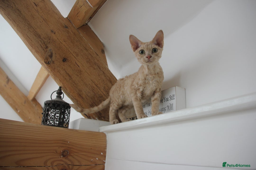 Devon Rex cats for sale: 1 girl left. Stunning Devon Rex GCCF kittens  - Image 30